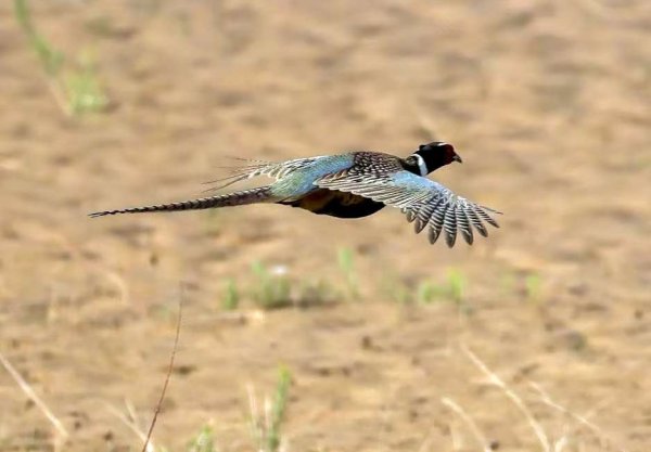 公富网配资 漂亮的环颈雉欣赏 - 海报新闻